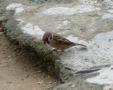 Eurasian Tree Sparrow, Coloane, Macau