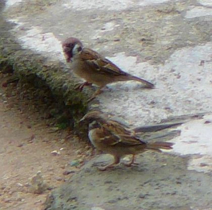 Eurasian Tree Sparrow, Coloane, Macau