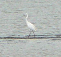 Heron? Egret? Coloane, Macau