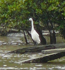 Little Egret? Coloane, Macau