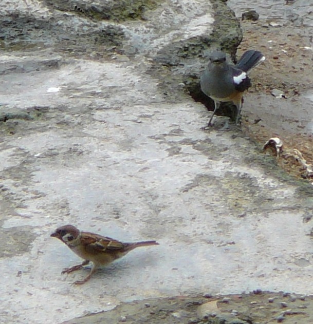 Oriental Magpie Robin - female, Coloane, Macau