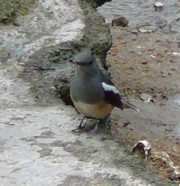 Oriental Magpie Robin - female, Coloane, Macau