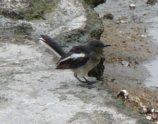 Oriental Magpie Robin - male, Coloane, Macau