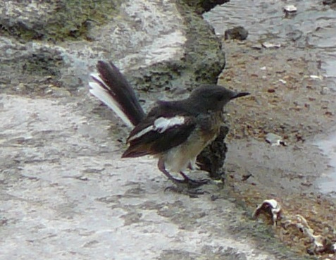 Oriental Magpie Robin - male, Coloane, Macau