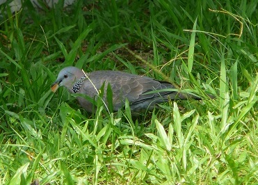 Spotted Dove, Jardim da Cidade das Flores, Taipa, Macau