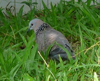 Spotted Dove, Jardim da Cidade das Flores, Taipa, Macau